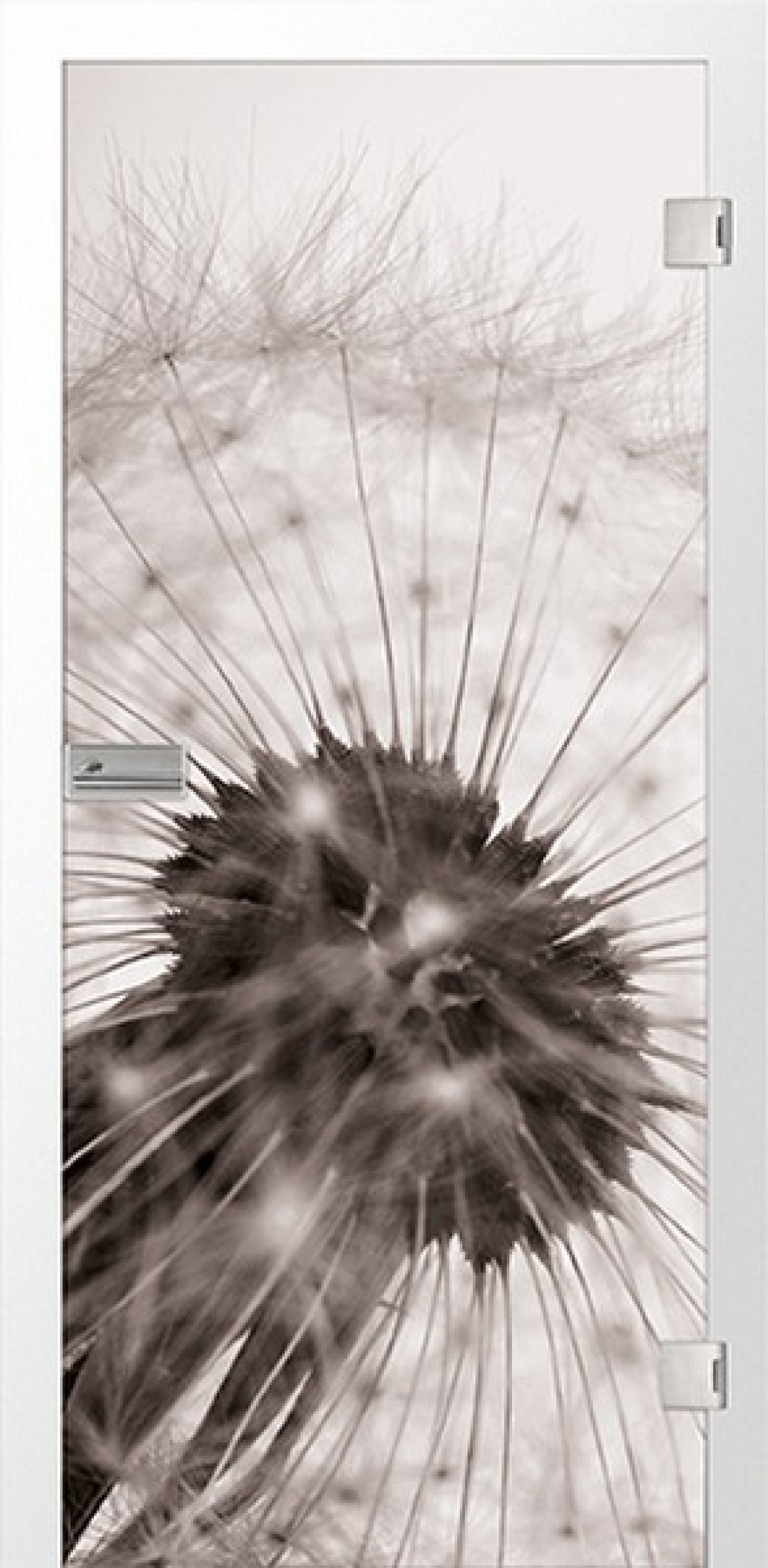 ERKELENZ Glastür Löwenzahn Fotoprint