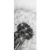 ERKELENZ Glasschiebetür Löwenzahn Fotoprint